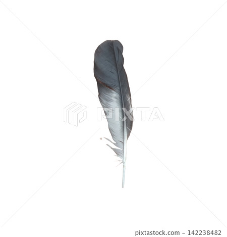 Single grey and white bird feather floating gently isolated on a pure white background soft delicate natural flight element 142238482