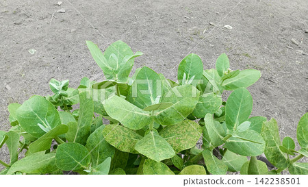 Top view green foliage of milkweed plant on dirt ground stock photo, organic botanical garden flora nature background Top view green foliage of milkweed plant on dirt ground stock photo, organic botanical garden flora nature background 142238501