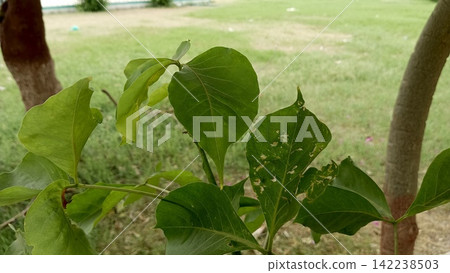 Green tree leaves with insect nibble damage close up stock photo, natural plant pest foliage detail view outdoors photo Green tree leaves with insect nibble damage close up stock photo, natural plant pest foliage detail view outdoors photo 142238503