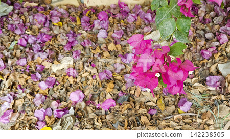 Pink flowers and dry brown autumn leaves on ground stock photo, beautiful natural garden floor leaf clutter texture view Pink flowers and dry brown autumn leaves on ground stock photo, beautiful natural garden floor leaf clutter texture view 142238505
