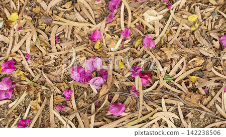 Overhead texture of dry leaves and pink flower petals stock photo, natural forest ground foliage cover abstract background 142238506