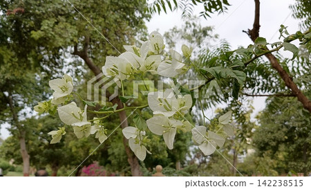 White bougainvillea flower cluster blossoming on branch stock photo, delicate pure floral botanical outdoor detail view White bougainvillea flower cluster blossoming on branch stock photo, delicate pure floral botanical outdoor detail view 142238515