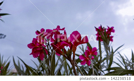 Dark pink oleander flowers against cloudy overcast sky stock photo, vibrant botanical garden floral background image Dark pink oleander flowers against cloudy overcast sky stock photo, vibrant botanical garden floral background image 142238518