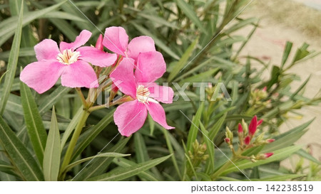 Soft pink oleander blossoms surrounded by green foliage stock photo, beautiful botanical garden flower detail view Soft pink oleander blossoms surrounded by green foliage stock photo, beautiful botanical garden flower detail view 142238519