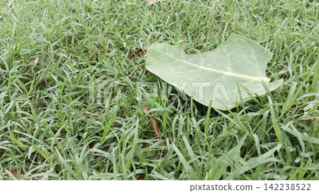 Single large green leaf lying on lush lawn grass stock photo, natural outdoor botanical flora background top perspective Single large green leaf lying on lush lawn grass stock photo, natural outdoor botanical flora background top perspective 142238522