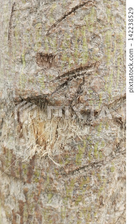 Damaged tree bark showing inner fibrous trunk texture stock photo, natural weathered wood grain surface macro view photo Damaged tree bark showing inner fibrous trunk texture stock photo, natural weathered wood grain surface macro view photo 142238529