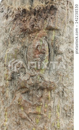 Damaged tree bark showing inner fibrous trunk texture stock photo, natural weathered wood grain surface macro view photo Damaged tree bark showing inner fibrous trunk texture stock photo, natural weathered wood grain surface macro view photo 142238530