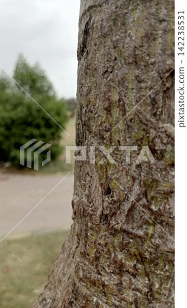 Vertical rough tree trunk close up with green park blur stock photo, natural organic wood bark landscape background view Vertical rough tree trunk close up with green park blur stock photo, natural organic wood bark landscape background view 142238531
