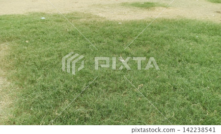 Patch of green grass blending into dry brown lawn stock photo, natural field lawn texture background high angle view Patch of green grass blending into dry brown lawn stock photo, natural field lawn texture background high angle view 142238541