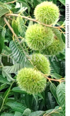 Growing bigger day by day, towards the fruitful autumn! Growing bigger day by day, towards the fruitful autumn! 142238647