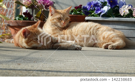 Cute stray cat Cute stray cat 142238683