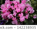 Pink cyclamen 142238935
