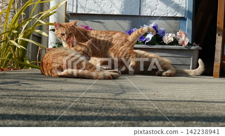 Cute stray cat Cute stray cat 142238941