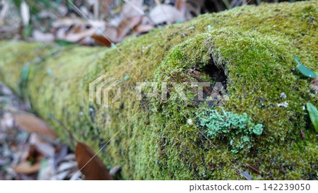 青苔覆蓋的倒下的樹 青苔覆蓋的倒下的樹 142239050