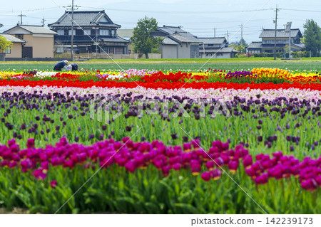富山縣戶浪市的鬱金香花田 富山縣戶浪市的鬱金香花田 142239173