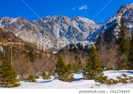 Snow-capped Mountains and Pine Forest in Kyrgyzstan Snow-capped Mountains and Pine Forest in Kyrgyzstan 142239443
