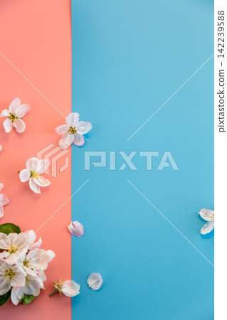 spring concept with apple blossom flowers on pastel color backdrop spring concept with apple blossom flowers on pastel color backdrop 142239588