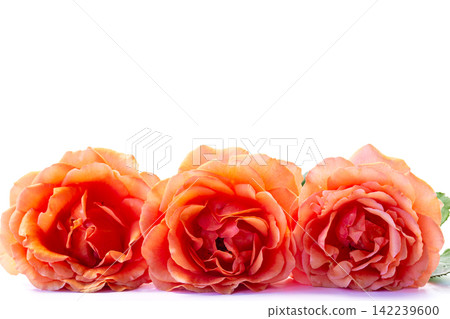 three blooming orange roses with green leaves three blooming orange roses with green leaves 142239600