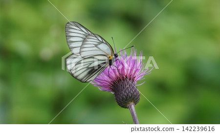 Miyama white slice sucking thistle's nectar Miyama white slice sucking thistle's nectar 142239616