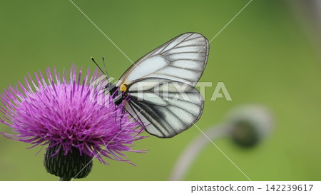 Miyama white slice sucking thistle's nectar Miyama white slice sucking thistle's nectar 142239617
