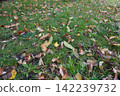 [Germany] Fallen leaves on the lawn (Munich) 142239732