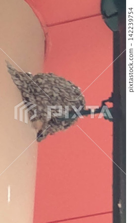 鳥巢突然感到孤單。燕子們都飛走了。 鳥巢突然感到孤單。燕子們都飛走了。 142239754