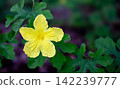 Close up yellow flower and blur natural green background. 142239777