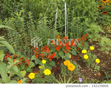 黃色的萬壽菊和紅色的鼠尾草花 142239808