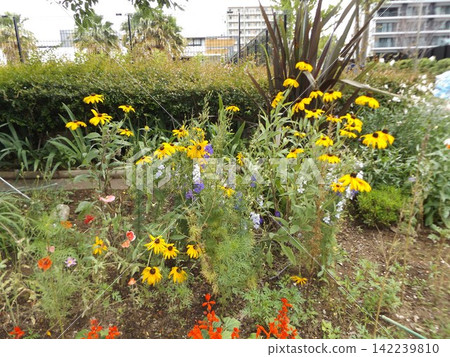 向日葵黃色花紅色花狀花 向日葵黃色花紅色花狀花 142239810