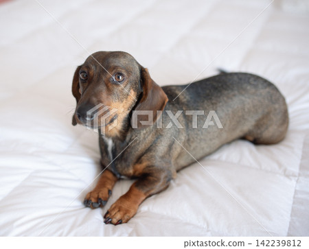 Cute brown dachshund dog lying on a white blanket at home 142239812