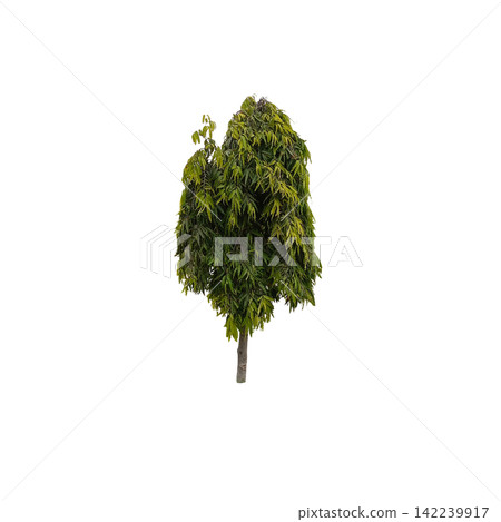 Isolated tall green leafy tree with dense foliage on white background perfect for architectural rendering and park landscape Isolated tall green leafy tree with dense foliage on white background perfect for architectural rendering and park landscape 142239917