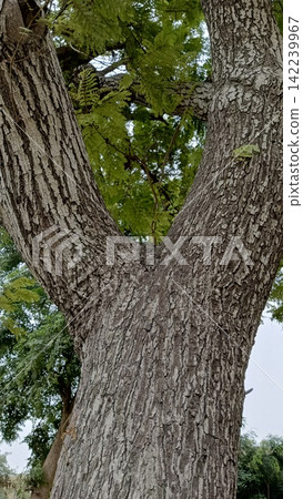 Vertical view of a massive mature tree trunk splitting into two thick main branches against a bright sky and green foliage Vertical view of a massive mature tree trunk splitting into two thick main branches against a bright sky and green foliage 142239967