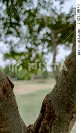 Creative natural framing looking through the V shaped fork of a tree trunk into a softly blurred green outdoor park garden Creative natural framing looking through the V shaped fork of a tree trunk into a softly blurred green outdoor park garden 142239970