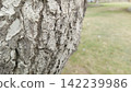 Close up side profile of rough textured bark on a thick leaning tree trunk with a blurred green grassy park field backdrop 142239986