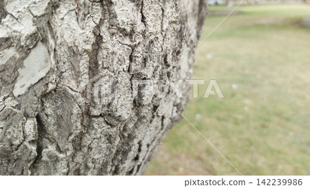 Close up side profile of rough textured bark on a thick leaning tree trunk with a blurred green grassy park field backdrop 142239986
