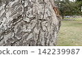 Detailed close up of light grey cracked tree bark texture on a leaning trunk ideal for raw natural organic base backgrounds 142239987