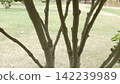 Close up of multiple smooth thin tree branches growing upwards from a single shared base over a blurred green park backdrop 142239989