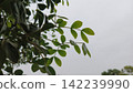 Silhouette of delicate green tree leaves curving downward against a flat overcast white grey sky perfect for calm botanicals 142239990