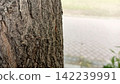 Close up profile of rough brown tree bark texture with a softly blurred paved outdoor park pathway in the bright background 142239991