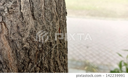 Close up profile of rough brown tree bark texture with a softly blurred paved outdoor park pathway in the bright background 142239991