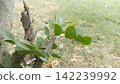 Macro close up of fresh vibrant small green leaf shoots growing directly from a cut branch stub outdoors in a park garden 142239992