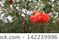 Close up of a bright red ruffled pomegranate flower blooming beautifully on a leafy green branch in an outdoor garden scene 142239996