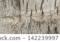 Extreme macro close up of horizontal organic ring textures and cracks on the surface of a mature palm tree trunk outdoors 142239997