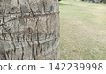 Detailed close up of a rough textured palm tree trunk showing natural horizontal banding against a blurred green park field 142239998