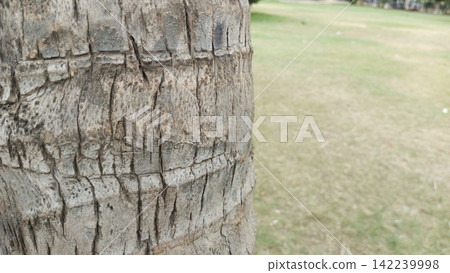 Detailed close up of a rough textured palm tree trunk showing natural horizontal banding against a blurred green park field Detailed close up of a rough textured palm tree trunk showing natural horizontal banding against a blurred green park field 142239998