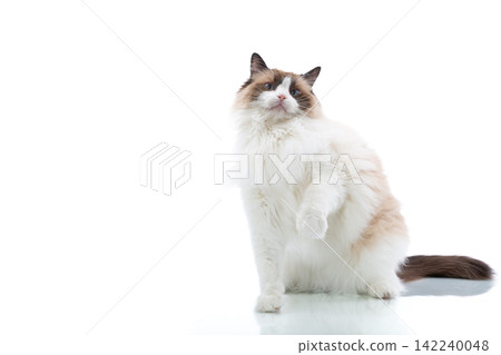 Fluffy Ragdoll cat portrait with soft white fur Fluffy Ragdoll cat portrait with soft white fur 142240048