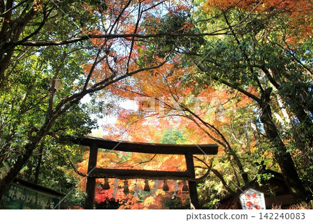 Autumn leaves of Nomiya Shrine Autumn leaves of Nomiya Shrine 142240083