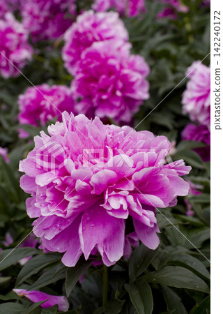Pink peonies are in bloom in the peony garden. The name of this peony is Sarah Bernhardt. Pink peonies are in bloom in the peony garden. The name of this peony is Sarah Bernhardt. 142240172