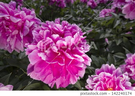 Pink peonies are in bloom in the peony garden. The name of this peony is Sarah Bernhardt. Pink peonies are in bloom in the peony garden. The name of this peony is Sarah Bernhardt. 142240174