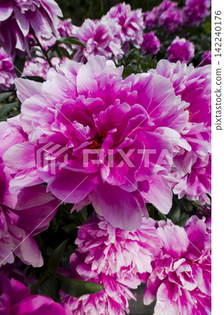 Pink peonies are in bloom in the peony garden. The name of this peony is Sarah Bernhardt. Pink peonies are in bloom in the peony garden. The name of this peony is Sarah Bernhardt. 142240176